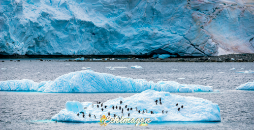 datos sorpendentes pinguinos antartida 4 770x395
