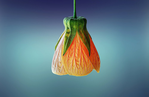 flor.jpg